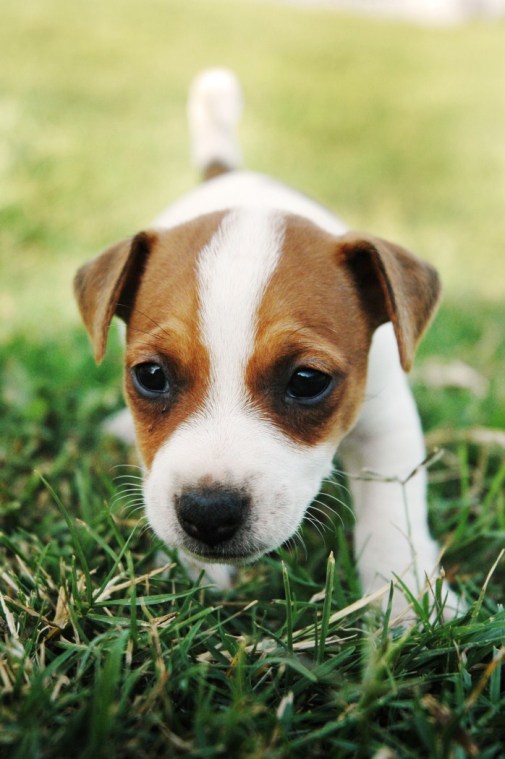 Puppies, Dogs, Jack Russell