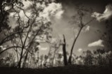 Black Saturday, Victoria, bushfire, Australia, Kinglake, black and white photography